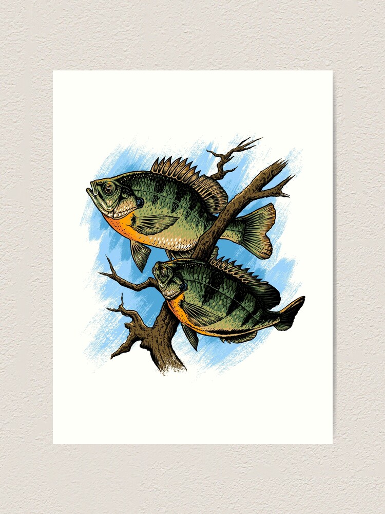 Bluegill Illustration Fishing Pullover design | Art Print