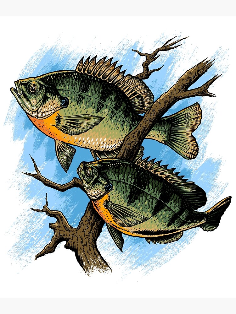 Bluegill Illustration Fishing Pullover design Art Print for Sale