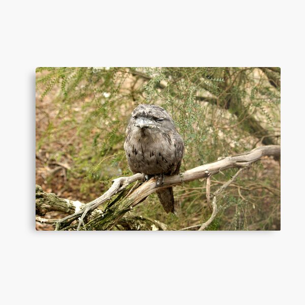 Tawny Frogmouth Metal Print
