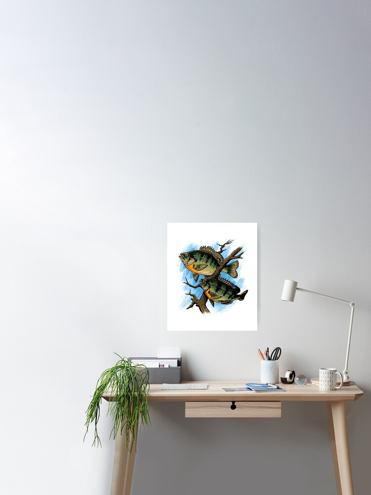 Bluegill Fishing print for Fishermen and Women Poster for Sale by  jakehughes2015