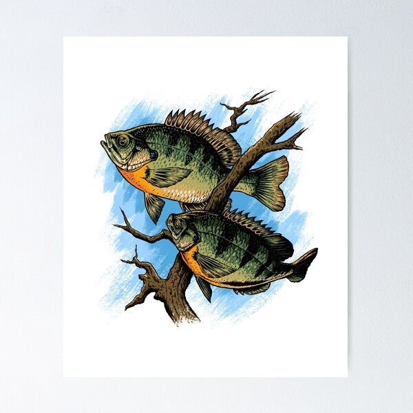 Bluegill Wall Art for Sale