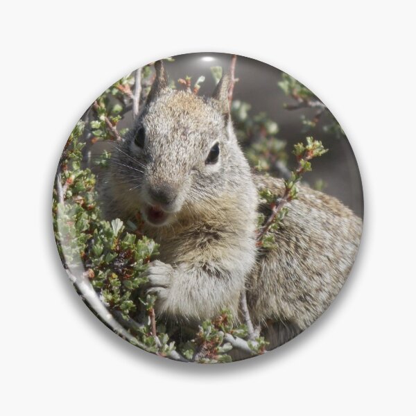 Item preview, Hungry Ground Sqirrel designed and sold by KristinaL.