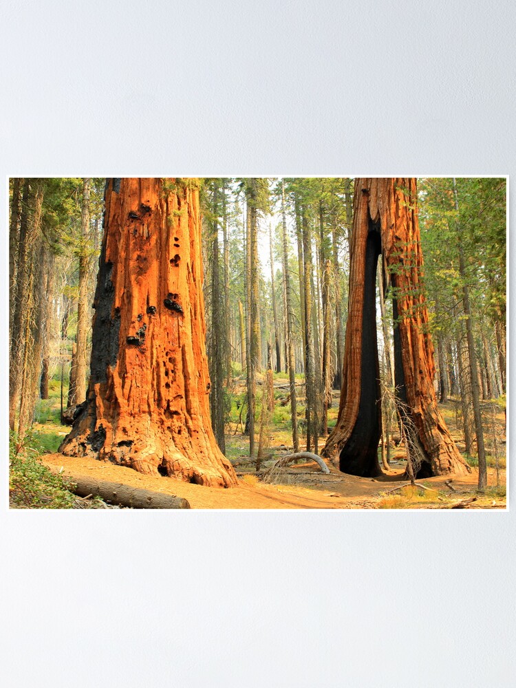Sequoia National Park wall poster house California
