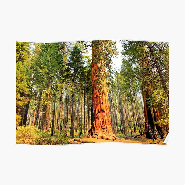 Redwood Giant Sequoia Trees Forest National Park Wildlife Nature NEW POSTER 
