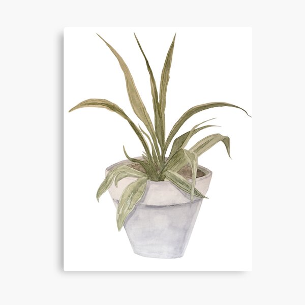 ribbon plant Canvas Print