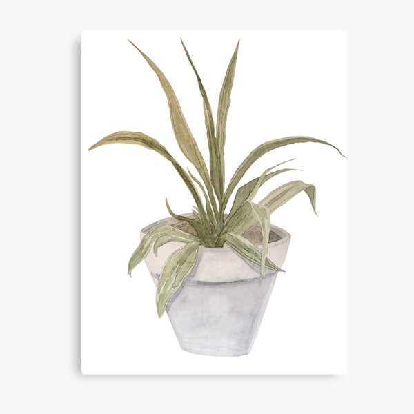 ribbon plant Metal Print