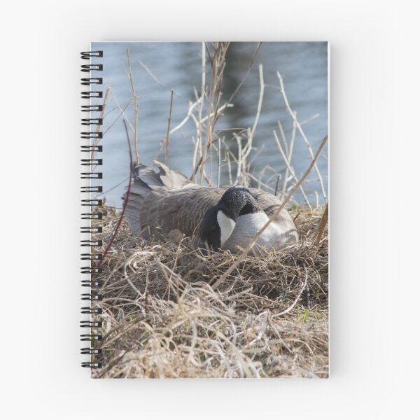 Item preview, Canada Geese Nesting. designed and sold by CanadianWild418.