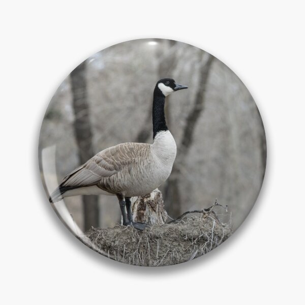 Item preview, Canada Geese nesting designed and sold by CanadianWild418.