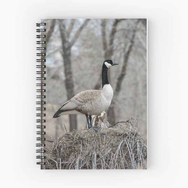 Item preview, Canada Geese nesting designed and sold by CanadianWild418.