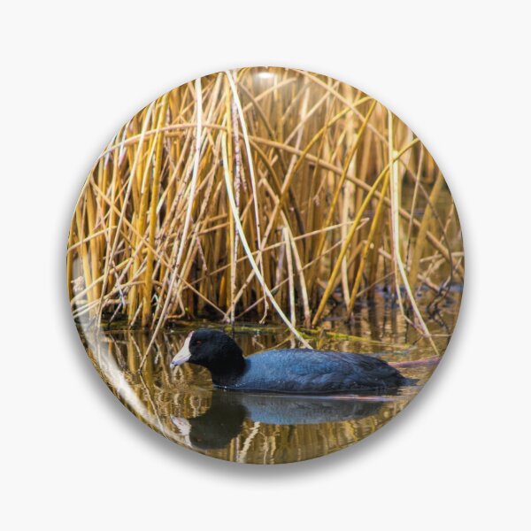Item preview, Common Coot in the Wild designed and sold by CanadianWild418.