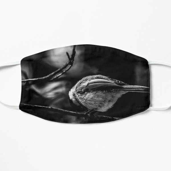 Chickadee in Black & White Mask