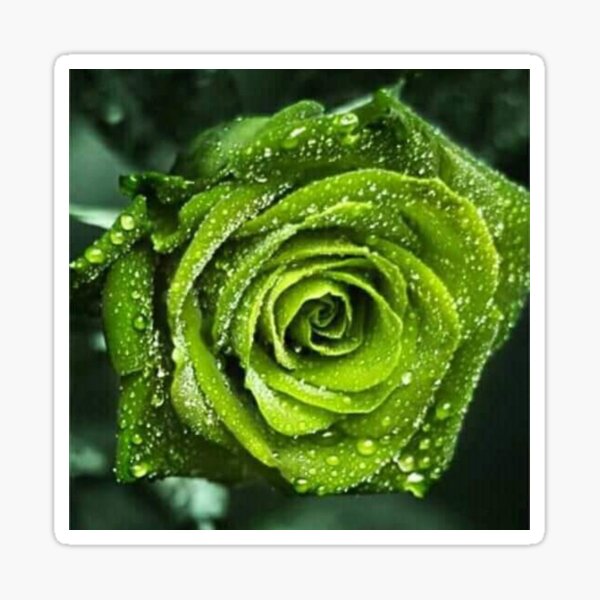 Item preview, Green Rose designed and sold by Moni3572.