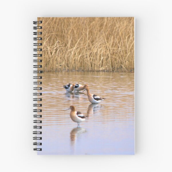 Item preview, American Avocets designed and sold by CanadianWild418.