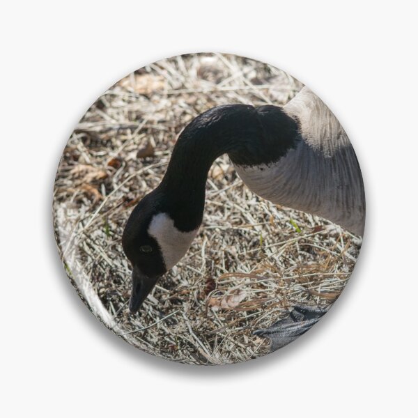 Item preview, Canada Geese looking for nesting material designed and sold by CanadianWild418.