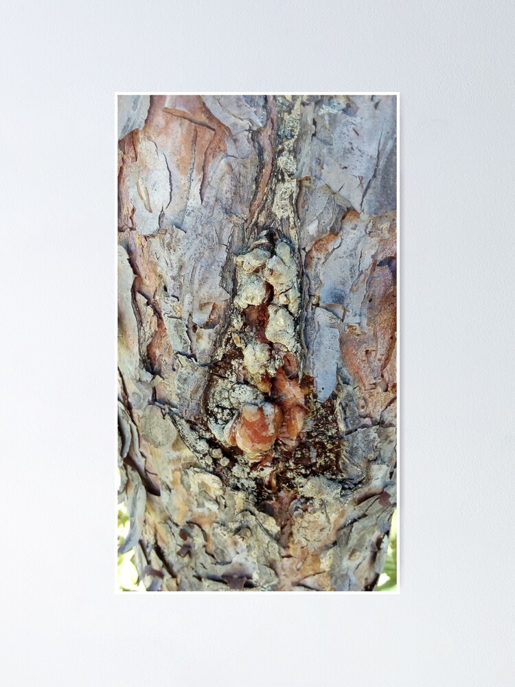 Alternate view of log up close 4 Poster