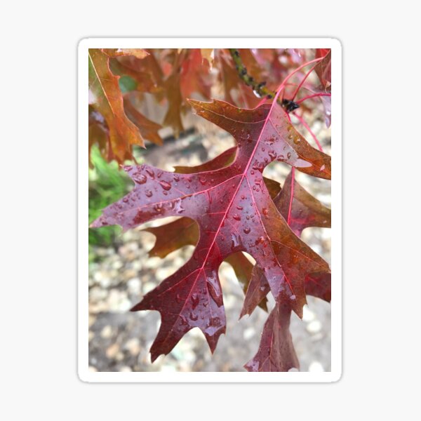 Raindrop Fall Leaves Sticker