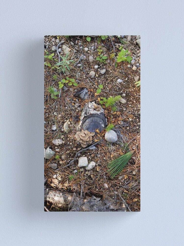 Alternate view of Boreal forest floor 1 Canvas Print