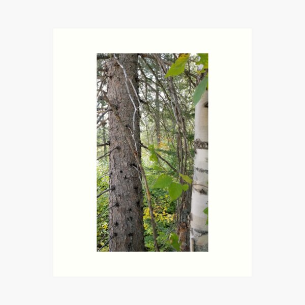 Boreal forest 4 Art Print