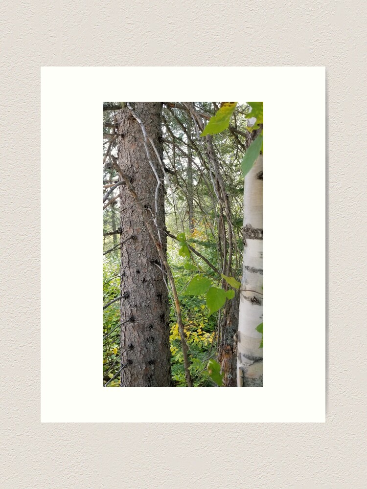 Alternate view of Boreal forest 4 Art Print