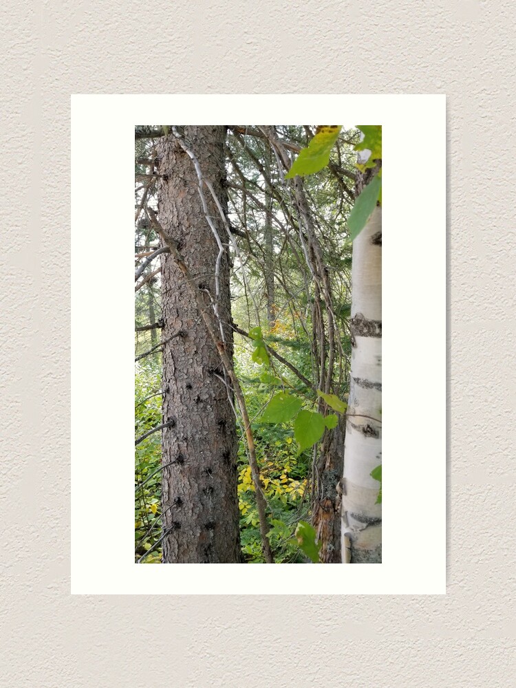 Alternate view of Boreal forest 4 Art Print