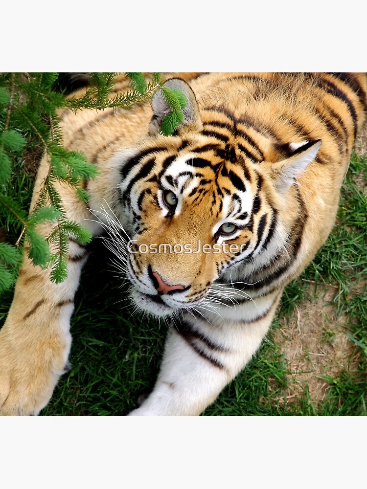 Chilling tiger by CosmosJester