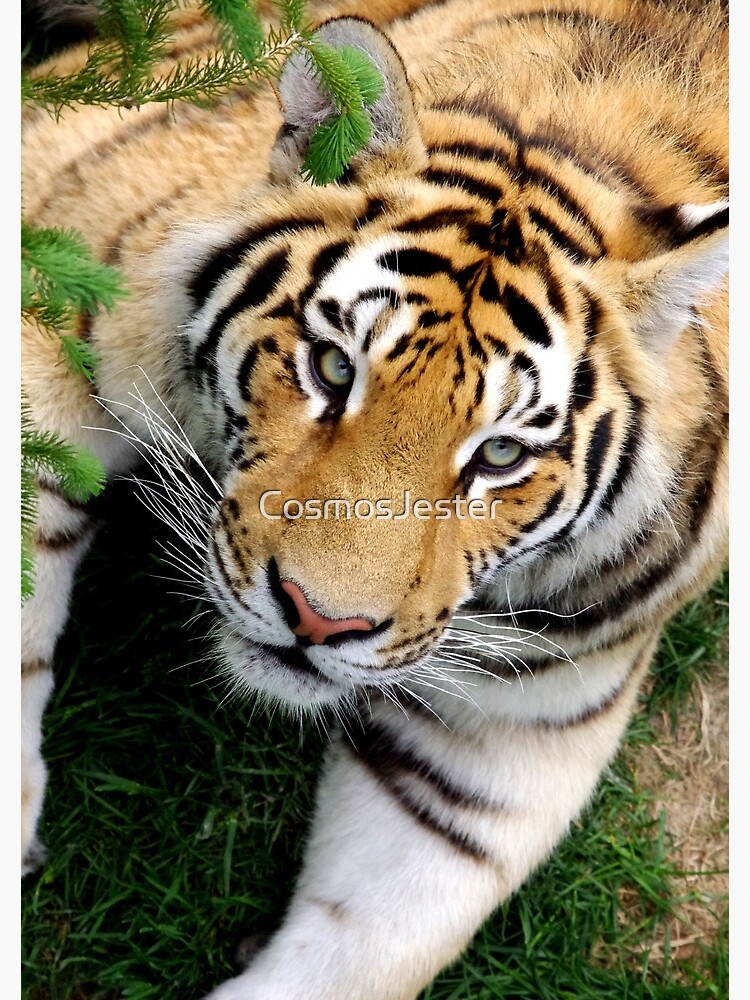 Chilling tiger by CosmosJester