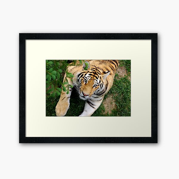 Chilling tiger Framed Art Print
