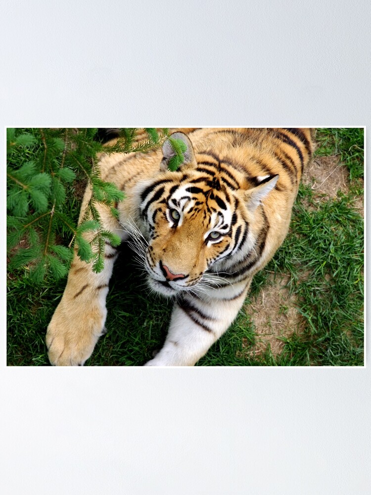 Alternate view of Chilling tiger Poster