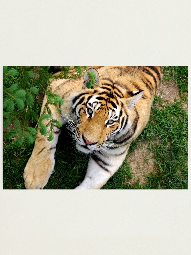 Alternate view of Chilling tiger Photographic Print
