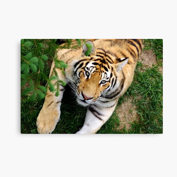 Chilling tiger Canvas Print
