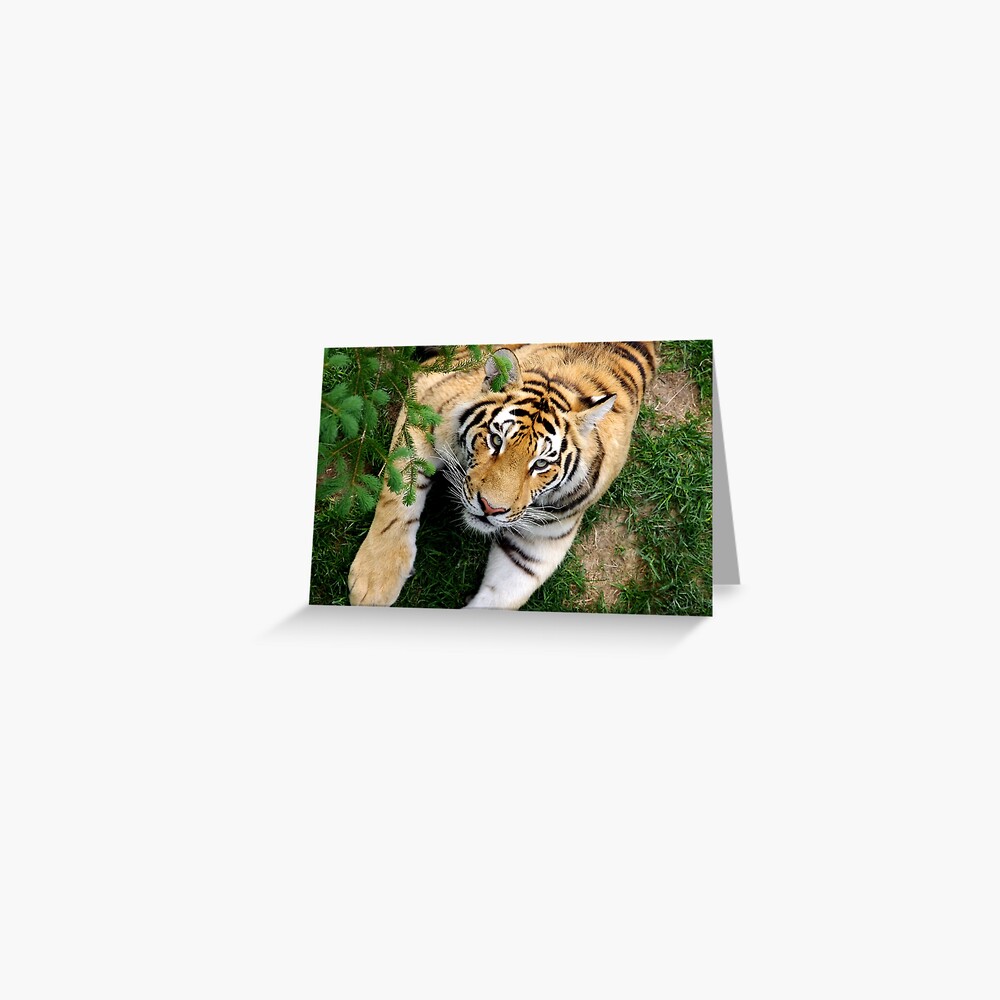 Chilling tiger Greeting Card