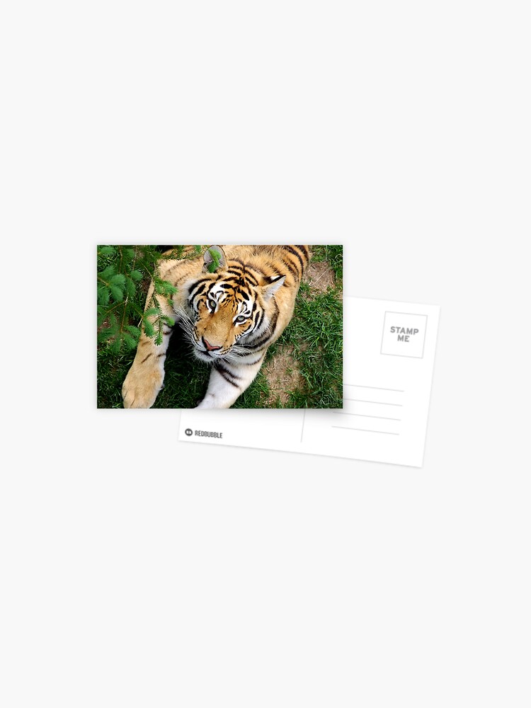 Thumbnail 1 of 2, Postcard, Chilling tiger designed and sold by CosmosJester.