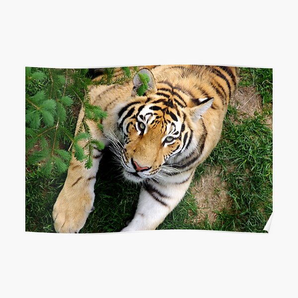 Chilling tiger Poster