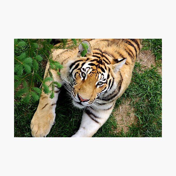 Chilling tiger Photographic Print