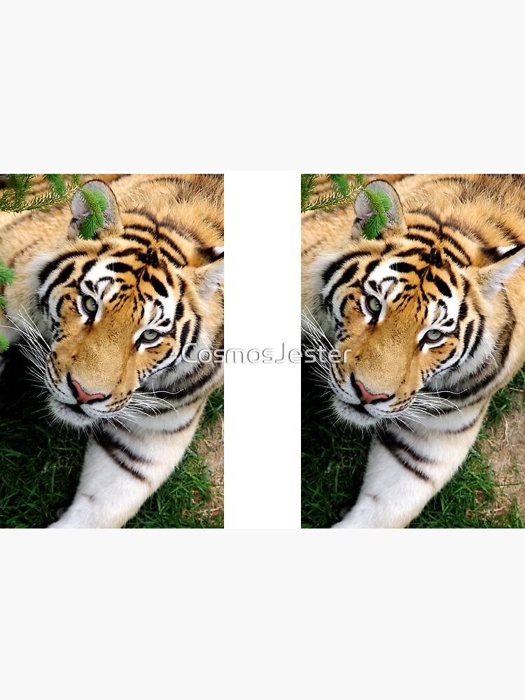 Chilling tiger by CosmosJester