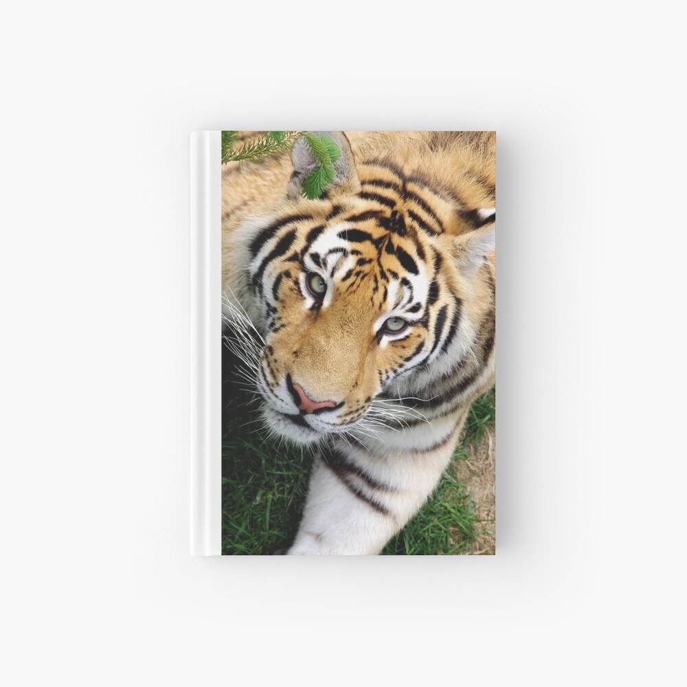 Chilling tiger Hardcover Journal