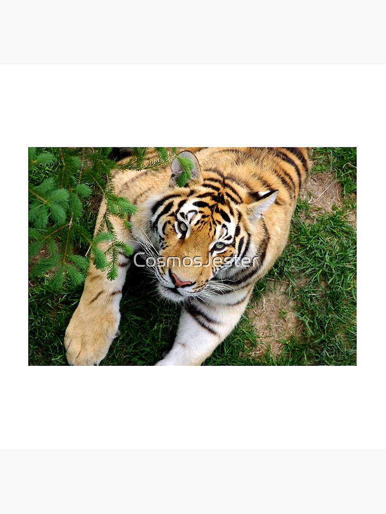 Chilling tiger by CosmosJester