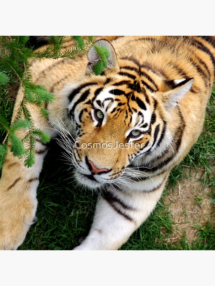 Chilling tiger by CosmosJester