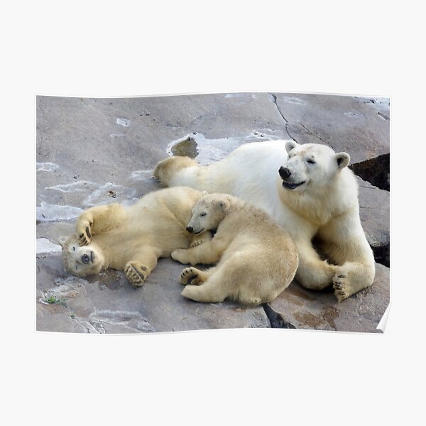 Happy nappy polar bear family Poster