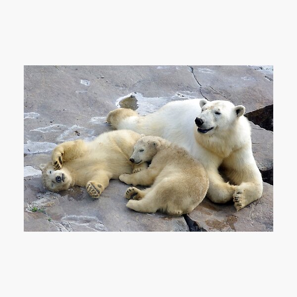 Happy nappy polar bear family Photographic Print