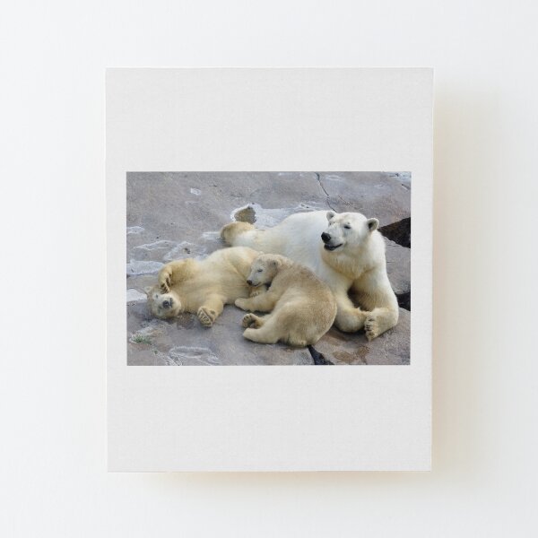 Happy nappy polar bear family Wood Mounted Print