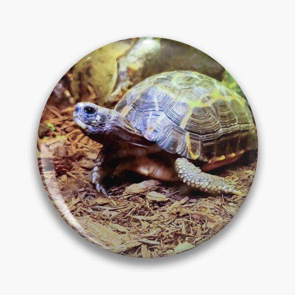 Item preview, Cute Little Happy Indian Star Turtle Tortoise designed and sold by Sirieht.