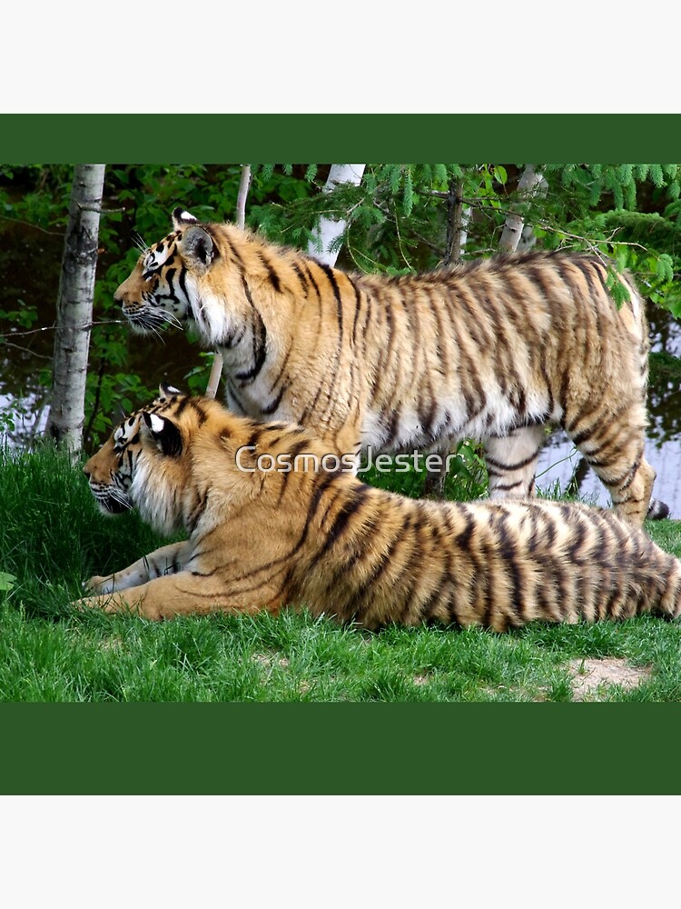 Double tiger by CosmosJester