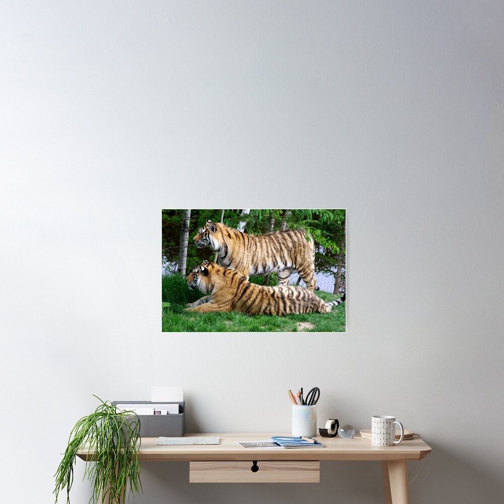 Double tiger Poster