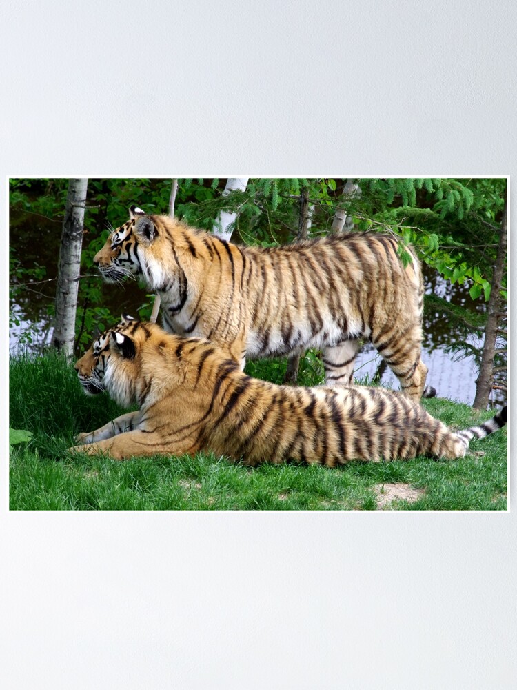 Alternate view of Double tiger Poster