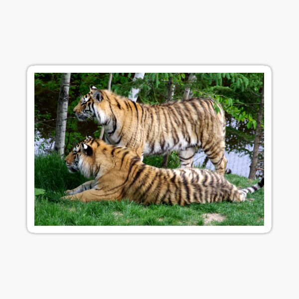 Double tiger Sticker