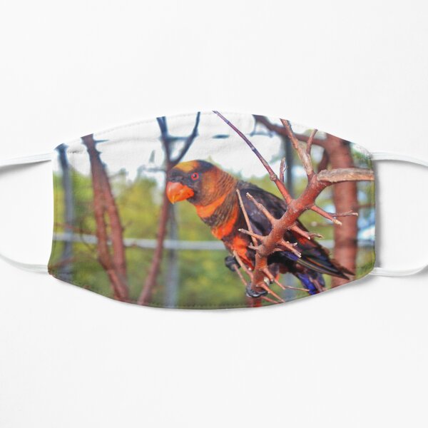 Dusky Lory Mask