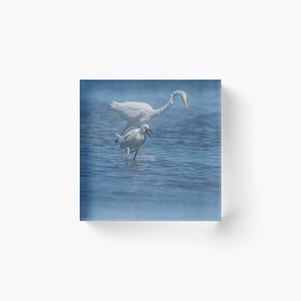 Item preview, Snowy Egret and Great egret 3 designed and sold by KensLensDesigns.