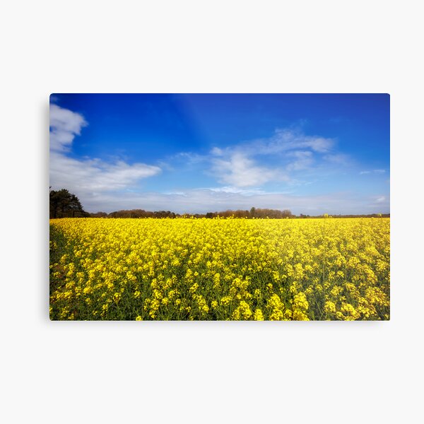 Field Of Rapeseed Metal Print