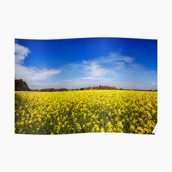 Field Of Rapeseed  Poster